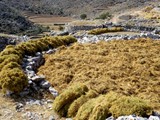 Φακοχώραφα